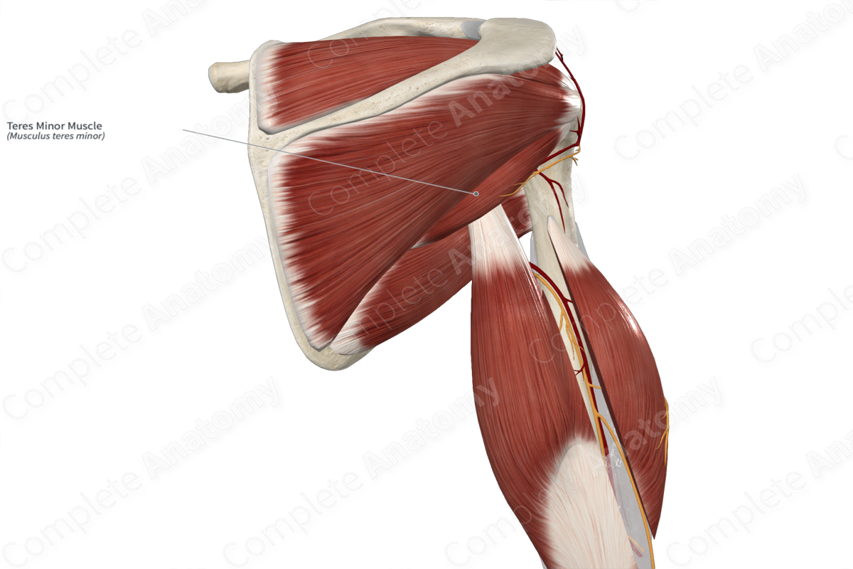 Teres Minor Muscle 