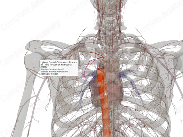 Lateral Dorsal Cutaneous Branch of Third Posterior Intercostal Artery (Right)