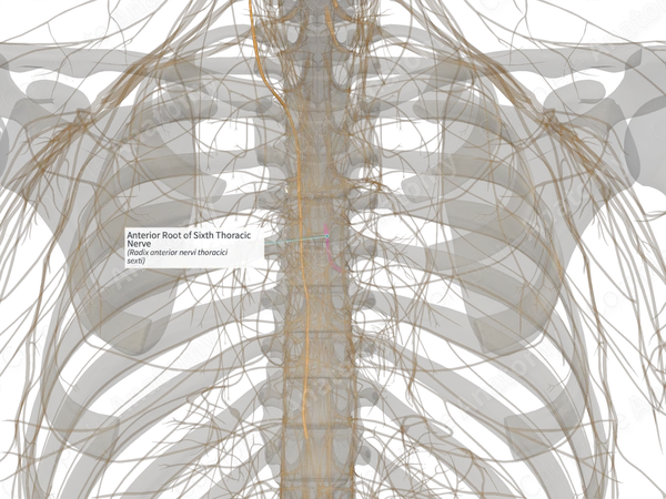 Anterior Root of Sixth Thoracic Nerve (Right)