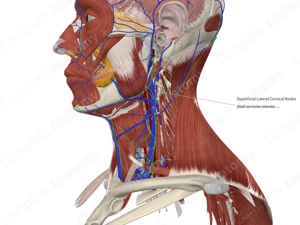 Superficial Lateral Cervical Nodes