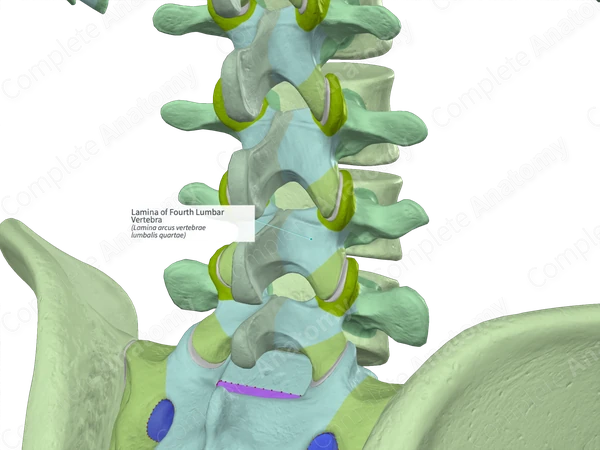 Lamina of Fourth Lumbar Vertebra (Right)