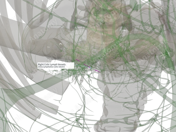 Right Colic Lymph Vessels
