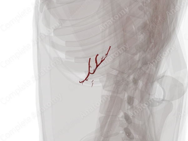 Arteries of Pancreas