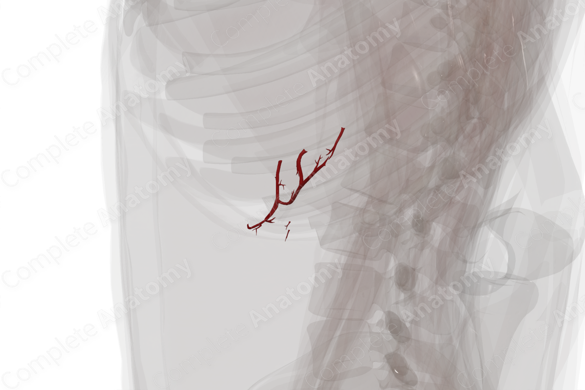 Arteries of Pancreas