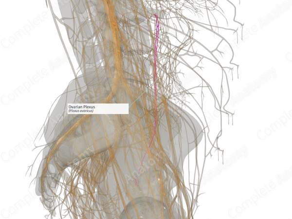 Ovarian Plexus (Left)