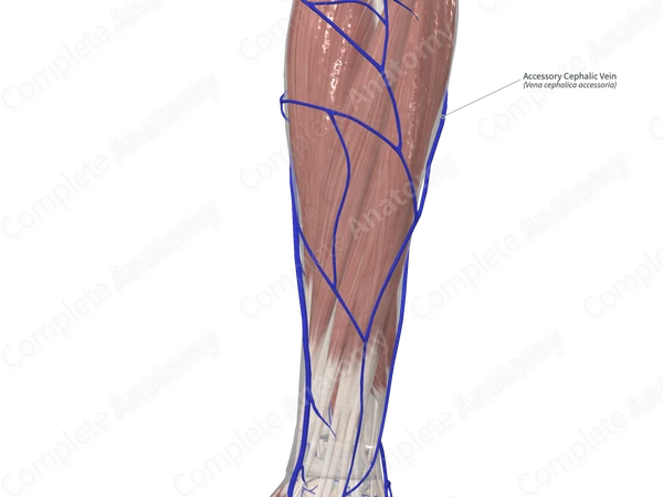 Accessory Cephalic Vein