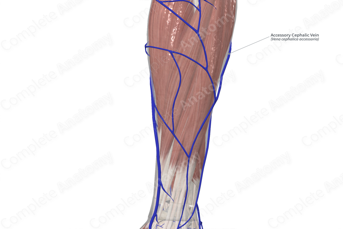 Accessory Cephalic Vein 