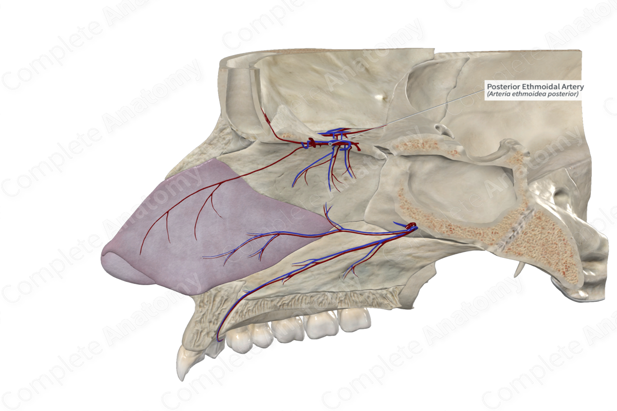 Posterior Ethmoidal Artery 