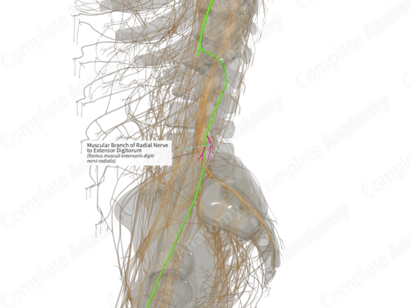 Muscular Branch of Radial Nerve to Extensor Digitorum (Left)