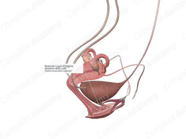 Muscular Layer of Vagina (Anterior Wall; Left)