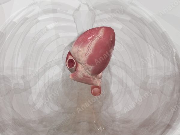 Heart