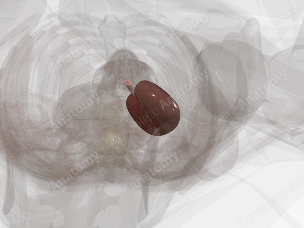 Kidney (Left)