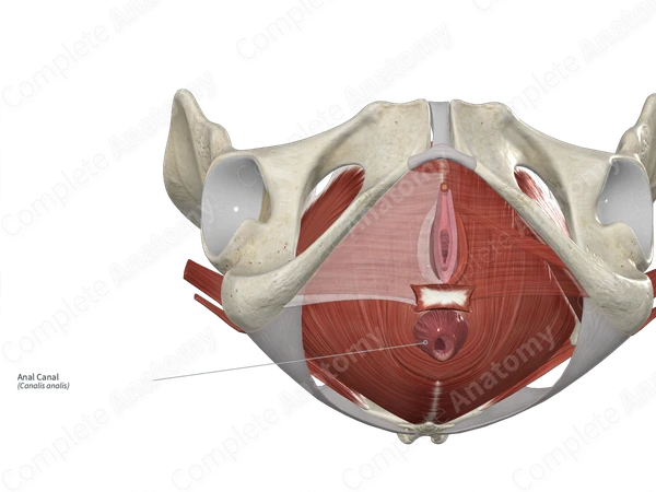 Anal Canal