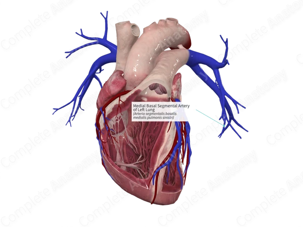 Medial Basal Segmental Artery of Left Lung