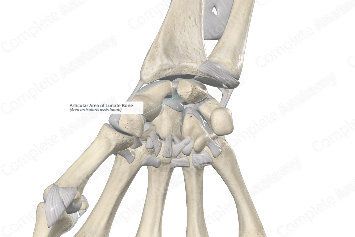 Articular Area of Lunate Bone 