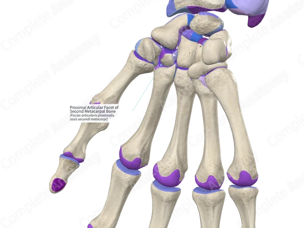 Proximal Articular Facet of Second Metacarpal Bone Complete Anatomy