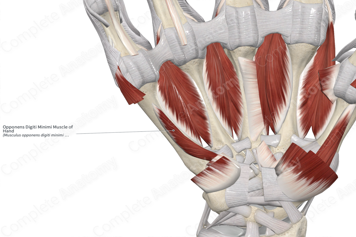 Opponens Digiti Minimi Muscle of Hand 