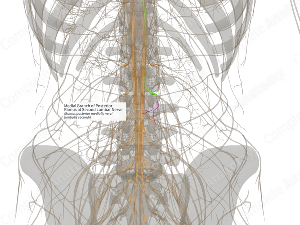 Medial Branch of Posterior Ramus of Second Lumbar Nerve (Right)