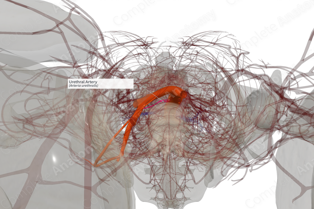 Urethral Artery (Left)