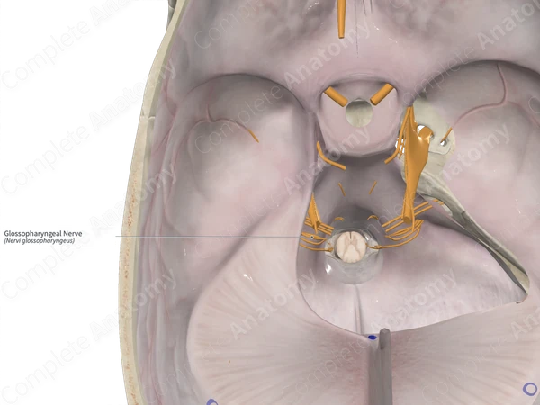 Glossopharyngeal Nerve