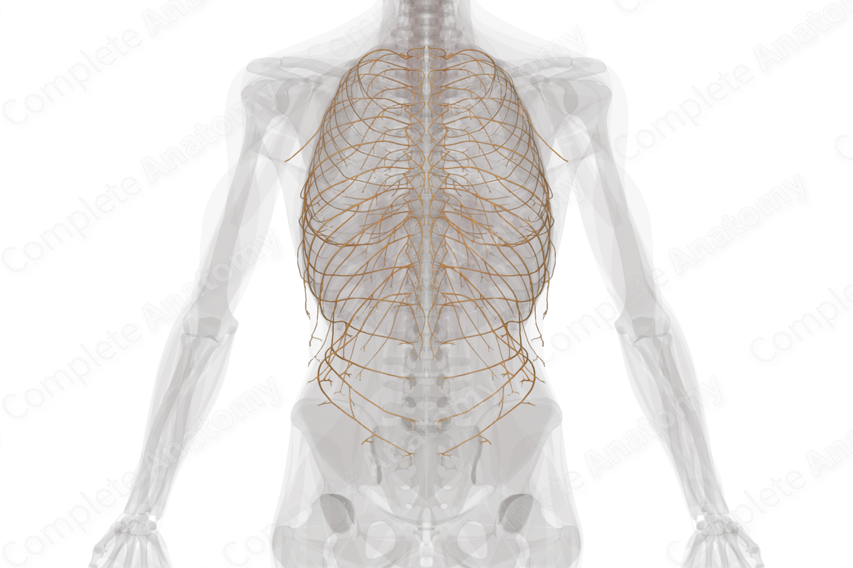 Thoracic Nerves