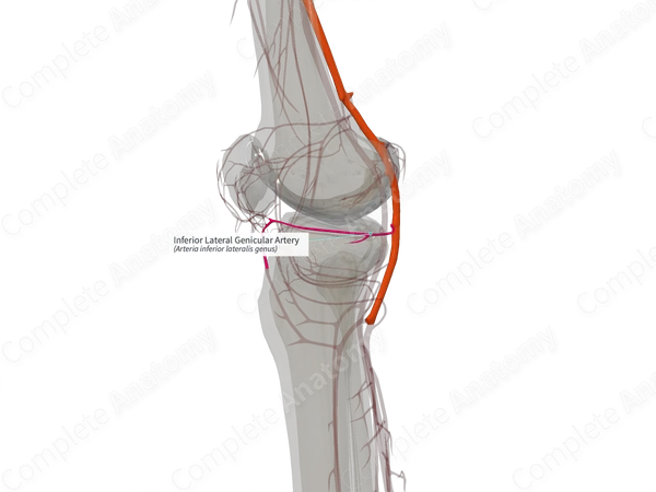 Inferior Lateral Genicular Artery (Left)