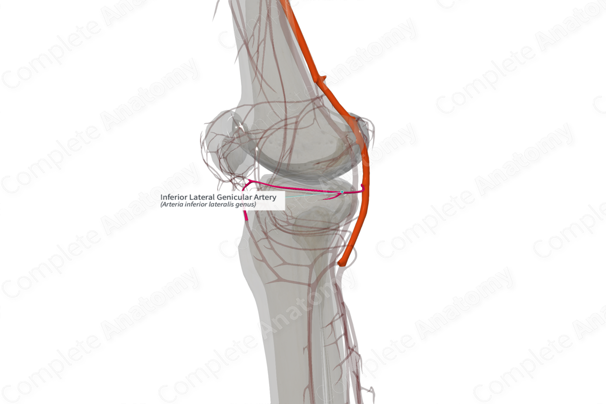 Inferior Lateral Genicular Artery (Left)