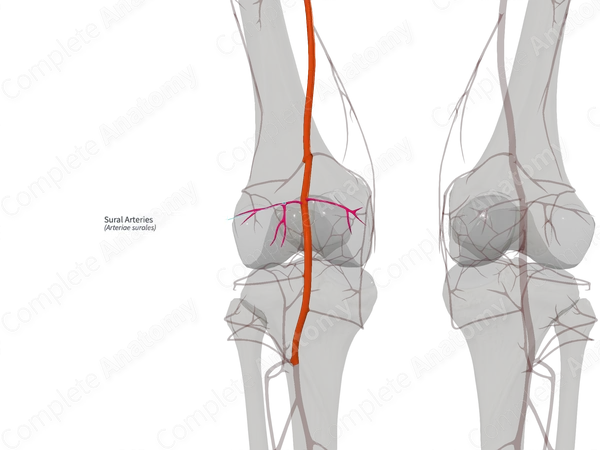 Sural Arteries (Right)