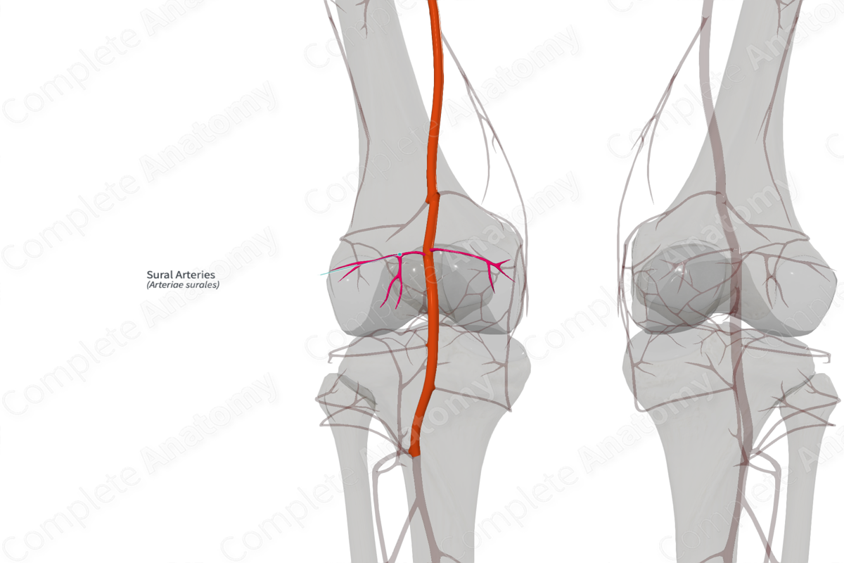 Sural Arteries (Right)