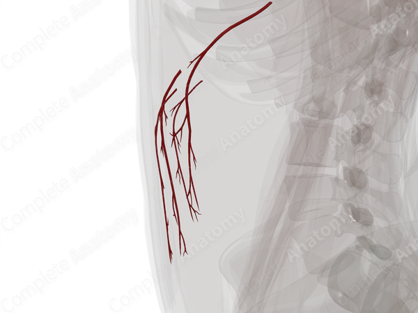 Arteries of Greater Omentum