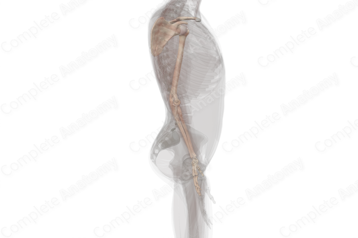 Bones of Upper Limb (Left)