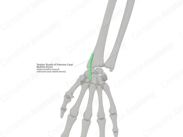 Tendon Sheath of Extensor Carpi Radialis Brevis (Right)