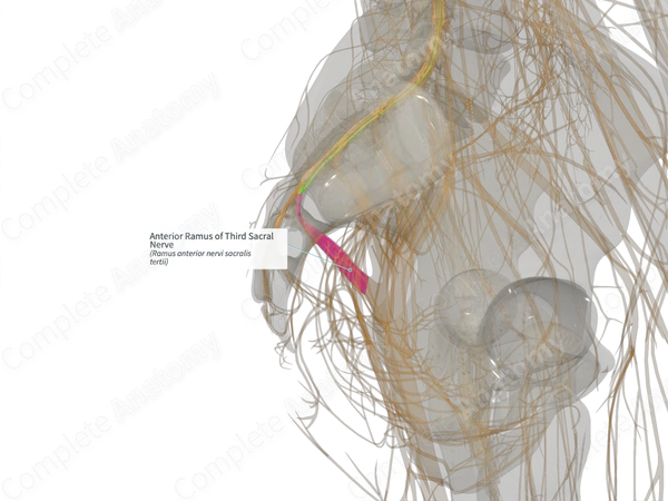 Anterior Ramus of Third Sacral Nerve (Left)