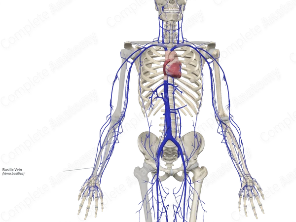 Basilic Vein 
