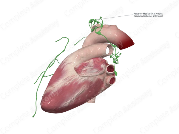 Anterior Mediastinal Nodes