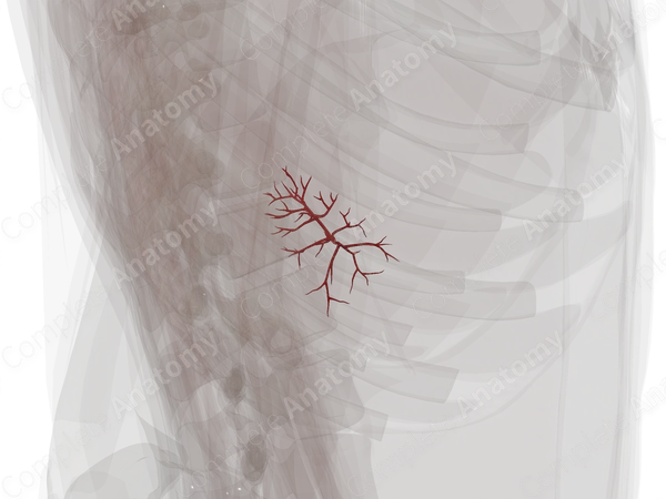Arteries of Spleen