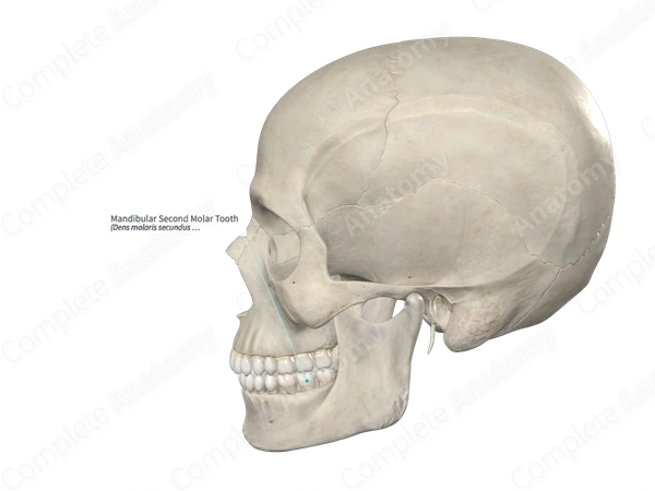 Mandibular Second Molar Tooth