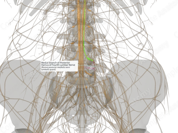Medial Branch of Posterior Ramus of Fourth Lumbar Nerve (Left)