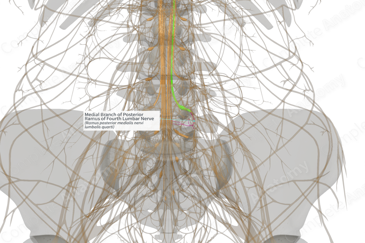 Medial Branch of Posterior Ramus of Fourth Lumbar Nerve (Left)