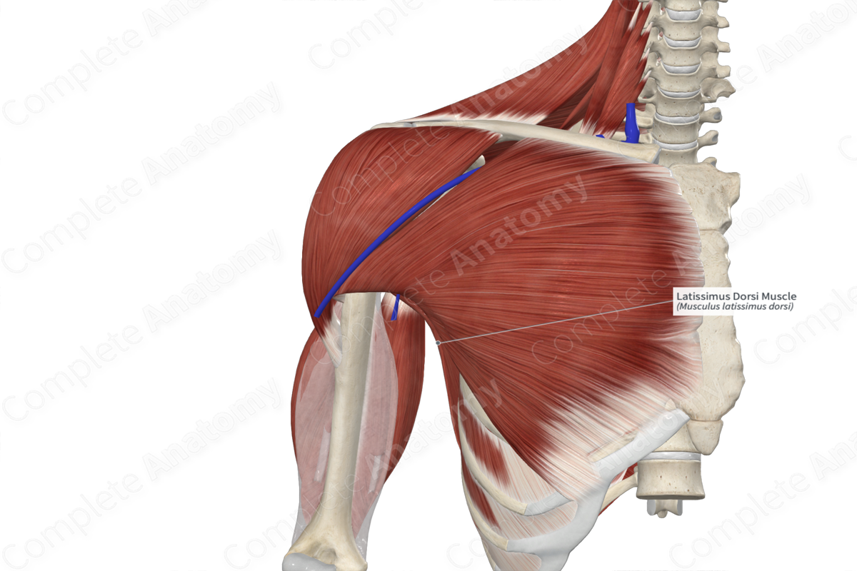 Latissimus Dorsi Muscle Complete Anatomy