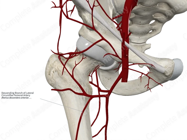 Descending Branch of Lateral Circumflex Femoral Artery 