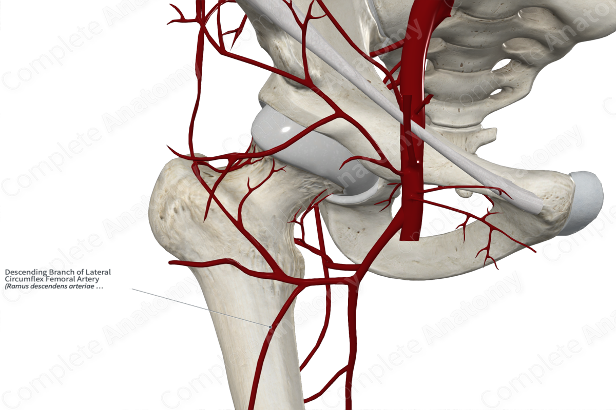Descending Branch of Lateral Circumflex Femoral Artery 