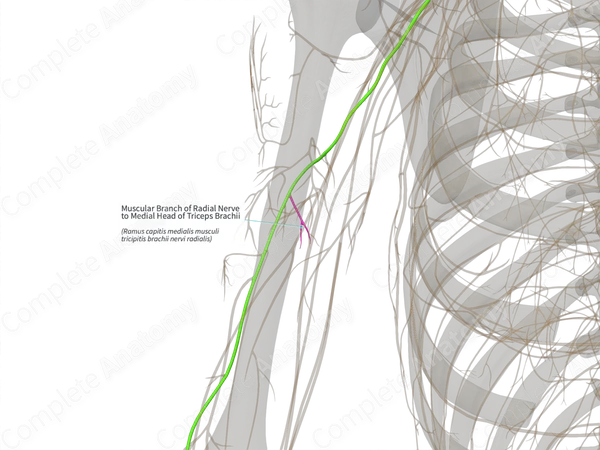 Muscular Branch of Radial Nerve to Medial Head of Triceps Brachii (Right)