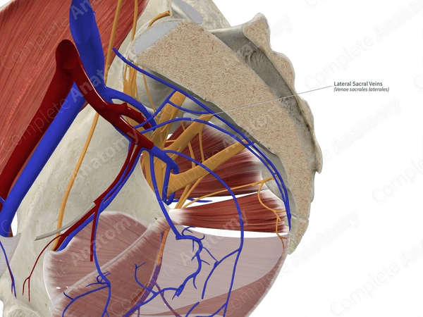 Lateral Sacral Veins