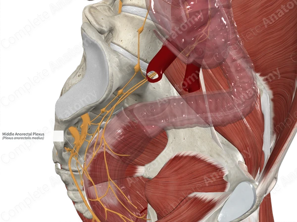 Middle Anorectal Plexus
