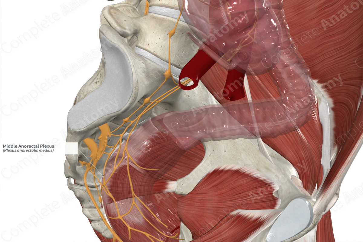 Middle Anorectal Plexus 