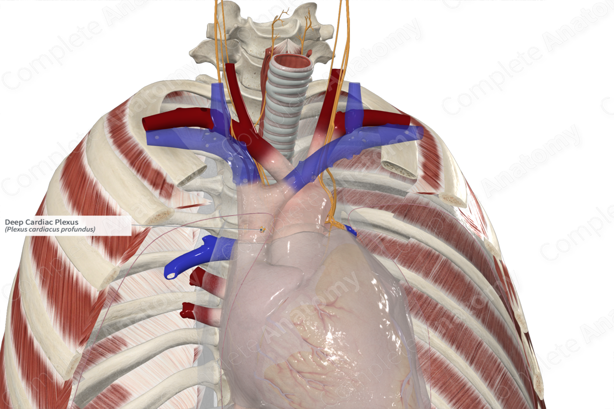 Deep Cardiac Plexus