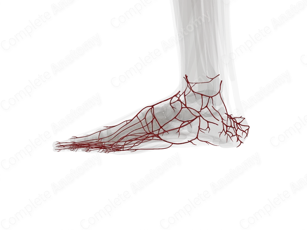 Arteries of Ankle & Foot (Left)