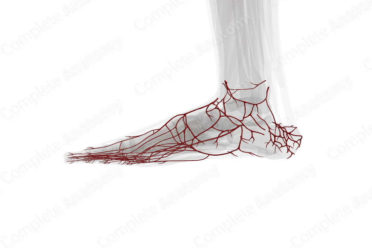 Arteries of Ankle & Foot (Left)