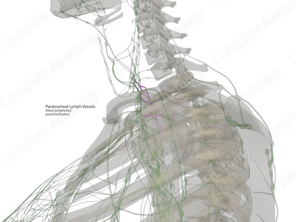 Paratracheal Lymph Vessels (Left)